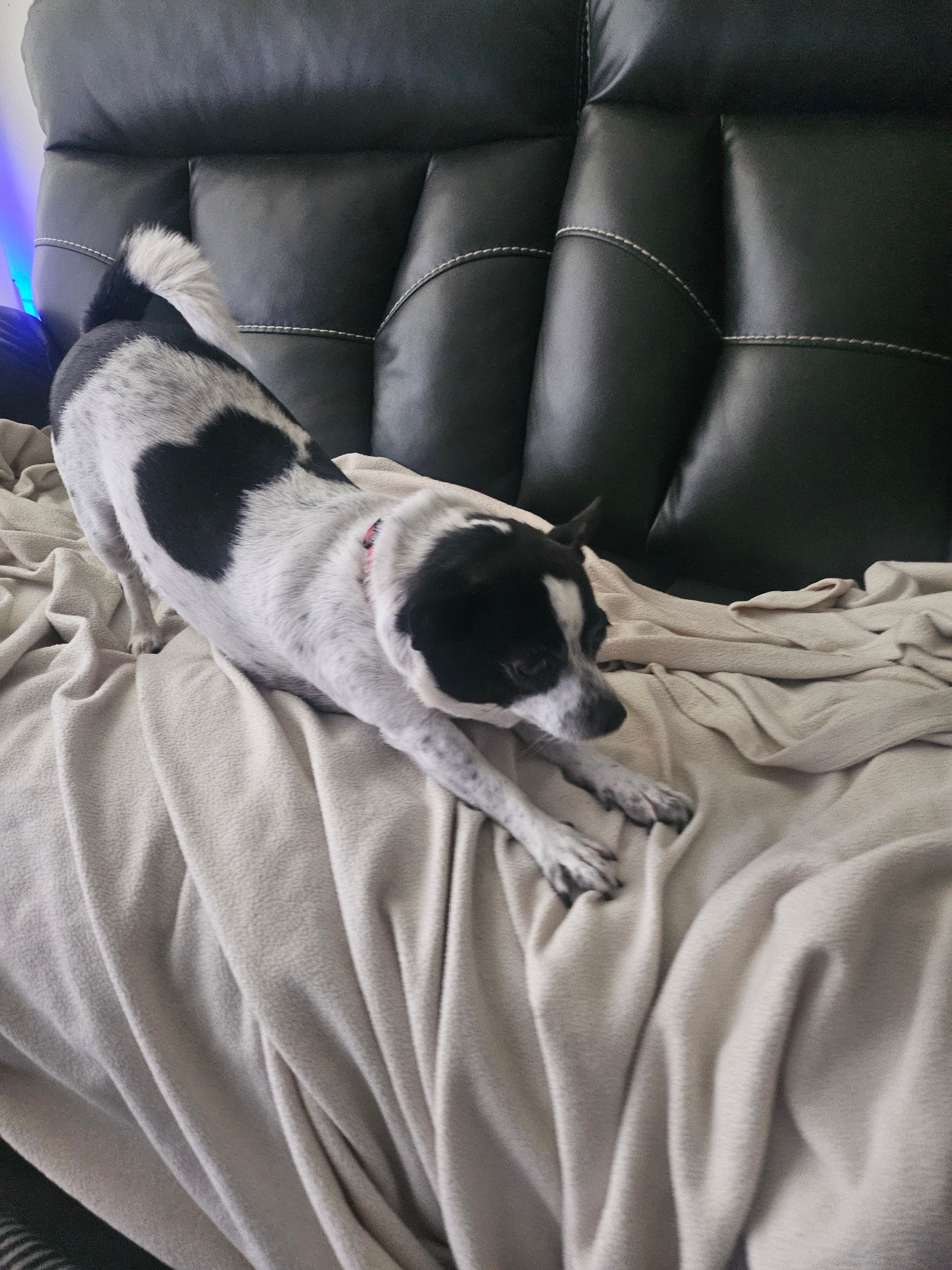Simone resting on the couch